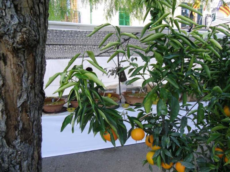 Finca Son Olive Selva  Exteriér fotografie